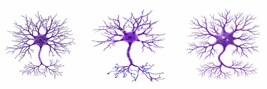 Set of a complex blue and purple glowing 3d neural network brain cell with extending dendrites, symbolizing artificial intelligence and biology, isolated on transparent.