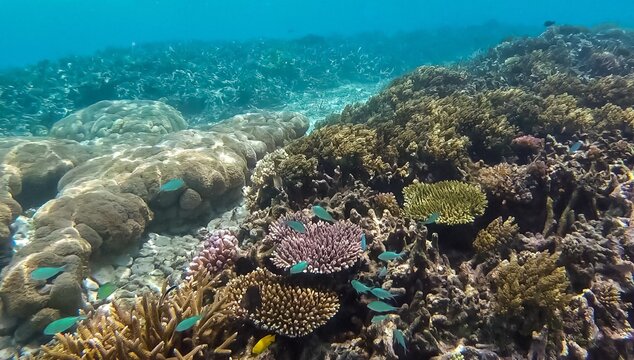 Scenic underwater scene of coral reef and tropical fish ecosystem in Autonomous Region of Bougainville, Papua New Guinea