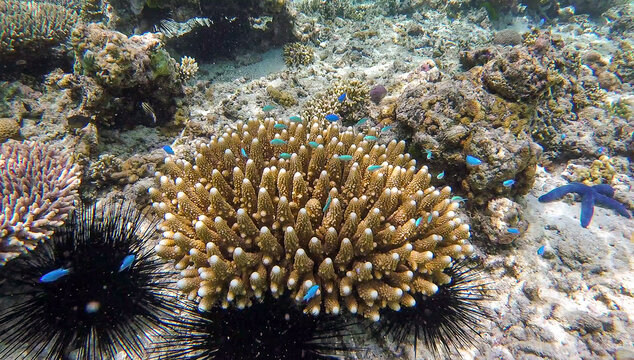 Underwater scene acropora coral reef, tropical fish, spiky sea urchins, blue starfish in Bougainville, Papua New Guinea