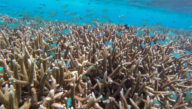 Staghorn coral on reef ecosystem with shoals of blue-green chromis fish in tropical waters of Bougainville Island in Papua New Guinea