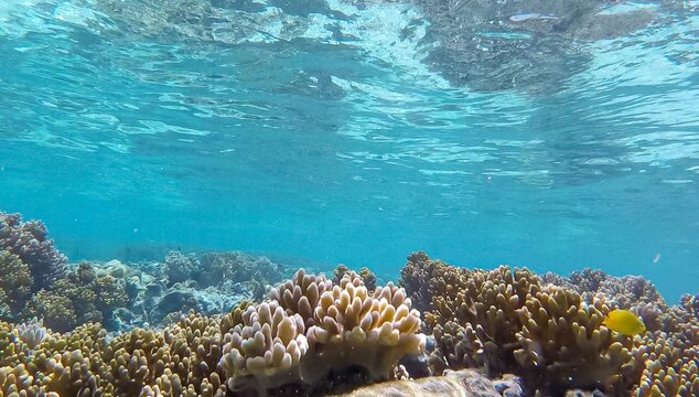 Scenic underwater scene coral reef and tropical fish in tropical crystal clear turquoise ocean water of Bougainville, Papua New Guinea