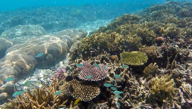 Underwater coral reef ecosystem with healthy soft corals and blue-green chromis fish in tropical waters of Bougainville Island in Papua New Guinea