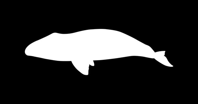 Bowhead Whale Vector Icon Animation | Smooth Pop-Up Shape Animation | Bowhead Whale Text Animation | Vector Stock Asset