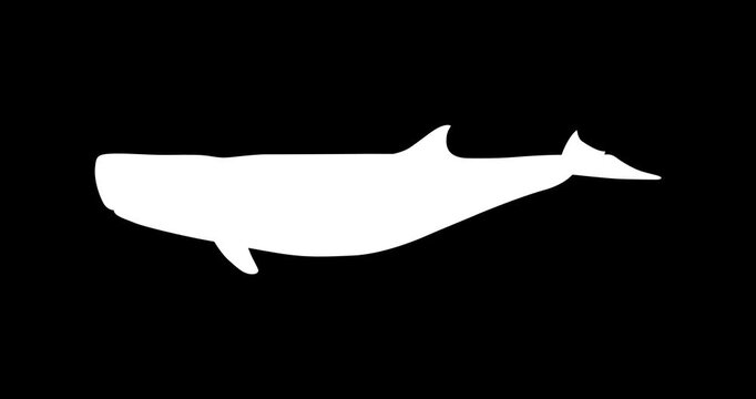 Dwarf Sperm Whale Vector Icon Animation | Smooth Pop-Up Shape Animation | Dwarf Sperm Whale Text Animation | Vector Stock Asset