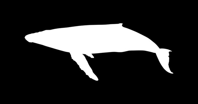 Humpback Whale Vector Icon Animation | Smooth Pop-Up Shape Animation | Humpback Whale Text Animation | Vector Stock Asset