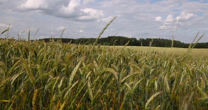 The ears of wheat are green, the grain wheat grows in a spacious field in rural areas during the daytime