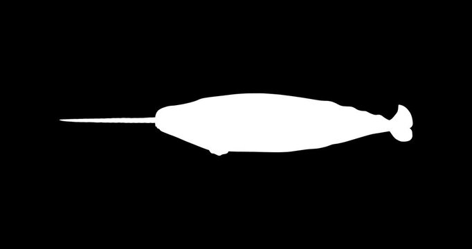 Narwhal Whale Vector Icon Animation | Smooth Pop-Up Shape Animation | Narwhal Whale Text Animation | Vector Stock Asset