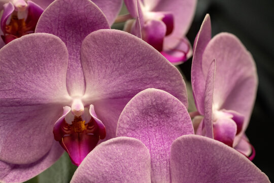 Orchids blooming; Laramie, Wyoming