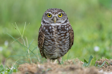 Fototapeta premium burrowing owl
