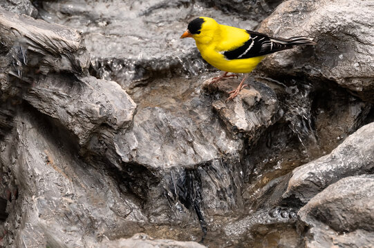 Goldfinch (Spinus tristis) drinking at cascade; Laramie, Wyoming