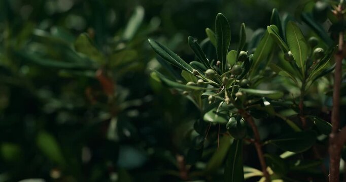 Close-up view of a Mediterranean shrub with green berries growing in Primosten, Croatia.
