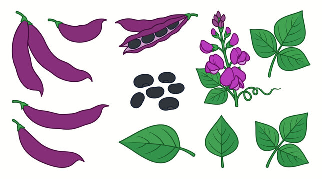 Hyacinth Bean (Lablab purpureus) Cartoon Vector Set with Purple Pods, Flowers, Seeds and Leaves Isolated on White
