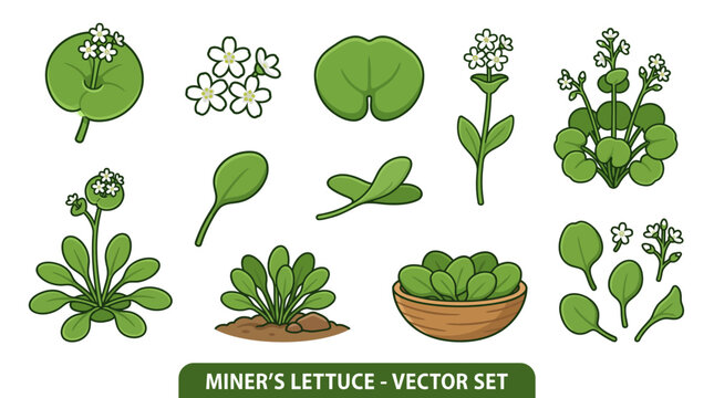 Miner's Lettuce Botanical Cartoon Vector Set with Leaves, White Flowers, Growing Plant, and Bowl on White Background