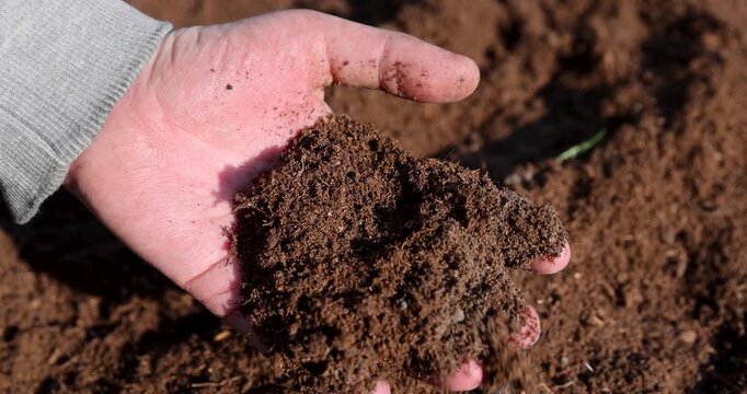 Brown peat in a man's hand, a handful of organic substrate is held by the palm of his hand over the loosened soil in the garden in spring