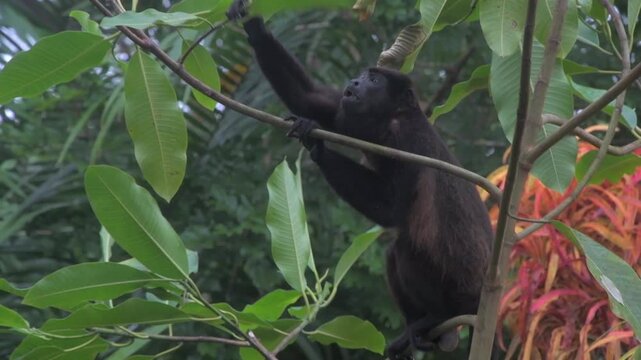 Wild Mantled Howler Monkey Eating Leaves in Tropical Forest