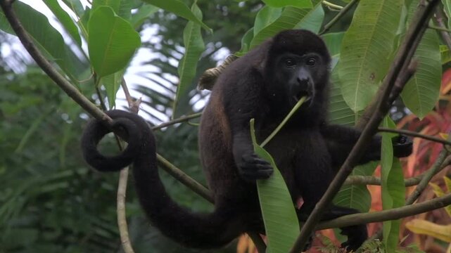 Mantled Howler Monkey Feeding on Leaves in Tropical Rainforest Canopy