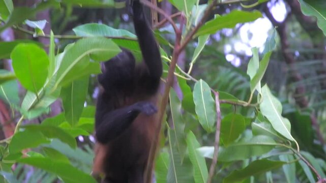 Mantled Howler Monkey Searching for Food in Tropical Rainforest, Bocas del Toro Panama