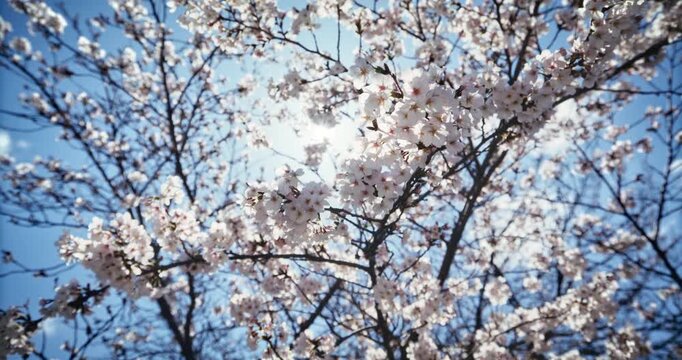 Cherry Blossom Branches Against Blue Sky With Sun Flare In Hiroshima, Japan