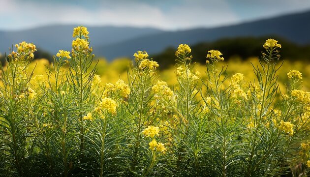 Yellow Mignonette Reseda Lutea Blooming In Natural Habitat