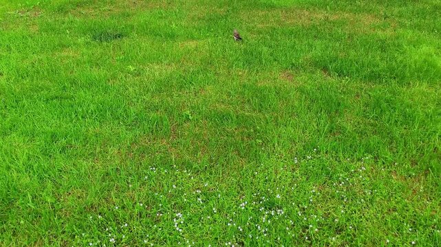 A neatly trimmed short clean green lawn in sun light with walking small bird. Texture summer grass in the park in summer day	
