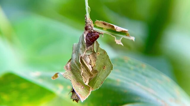 Bagworm Moth Larva Constructing Its Camouflaged Protective Case