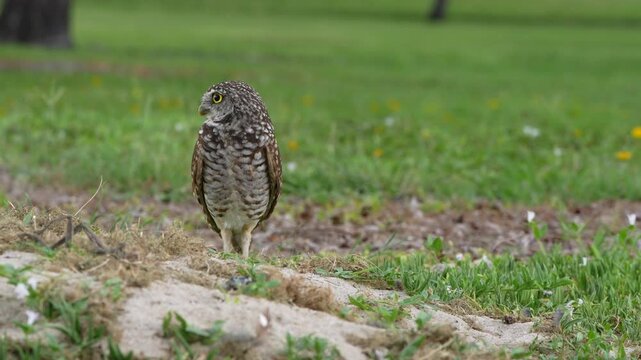 burrowing owl