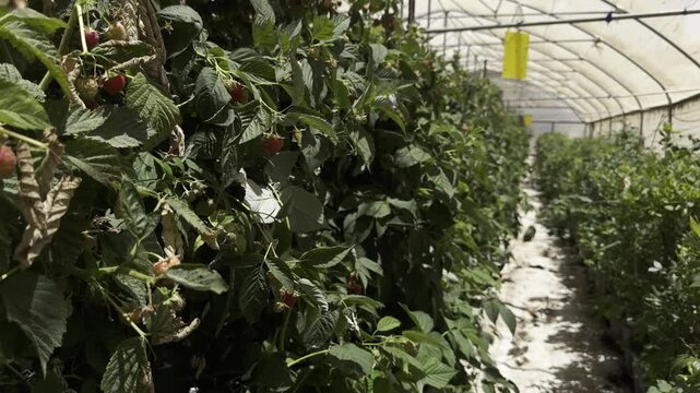 Ripe raspberries growing on bushes inside greenhouses at a farm in a kibbutz in the Gush Etzion region of Israel. Fresh berries cultivated in protected agricultural conditions in the Judean Hills.