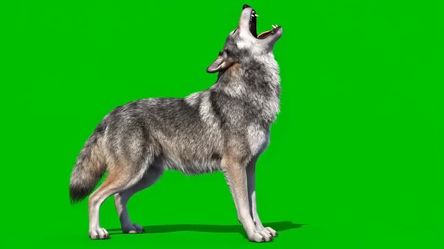 A realistic grey wolf howling at the sky isolated on a green screen background for video composition