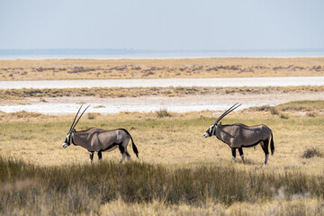 Oryx antelope, Namibia © Marcel Rudolph-Gajda