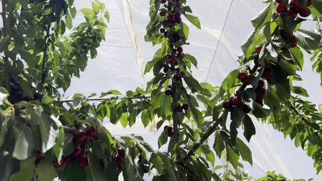 Ripe cherries hanging from branches inside a greenhouse in Gush Etzion, Israel