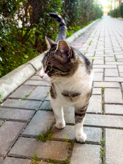 Obraz premium Domestic Tabby Cat Sitting on Paved Walkway in Residential Garden