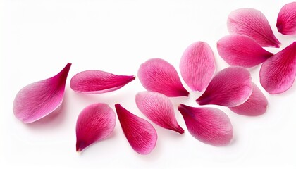 Obraz premium flying pink petals isolated on white background cutout