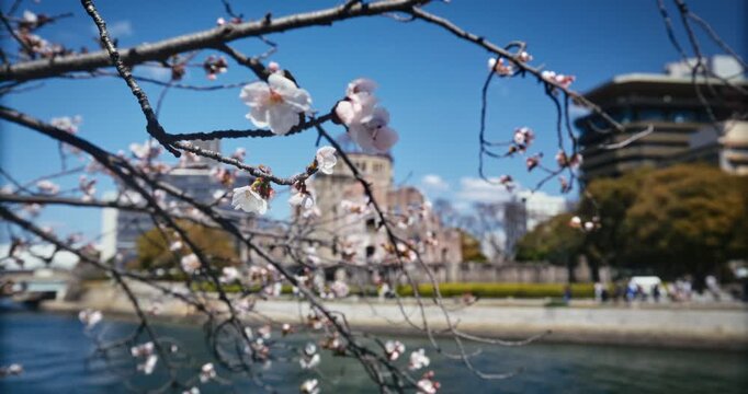 Cherry Blossom Branches Framing Hiroshima Peace Memorial Dome - Slow Steady Cam Movement