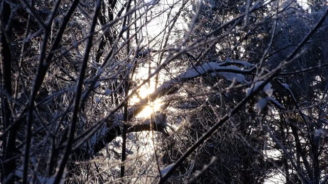 Winter frosty morning fog. Snowing. Snow covered trees in a winter landscape. Cold weather. Blizzard. Beauty in nature, bare tree wearing fluffy powder snow	