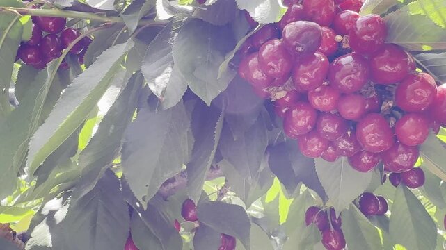 Red cherries growing in clusters on a tree in a greenhouse at a kibbutz in Gush Etzion