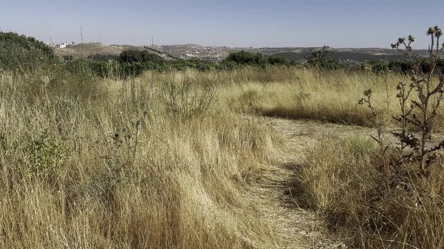 Feather grass and burdock on a hillside overlooking Gush Etzion in the Judean Mountains, south of Jerusalem and Bethlehem, with Mediterranean vegetation and a clear summer sky.