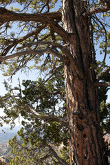 Fototapeta premium Closeup vertical image of a pine tree beside a pinyon pine on the edge of Bryce Canyon NP in southern Utah