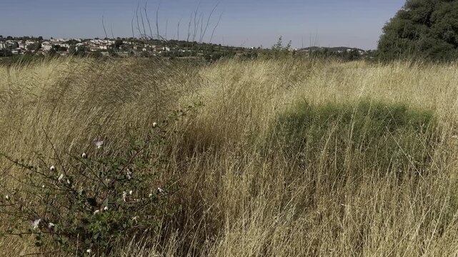Feather grass and capers growing on the summit of Minzar a-Russi (the Russian Monastery Hill), a key elevation point in Gush Etzion. The landscape offers panoramic views toward nearby Arab settlements