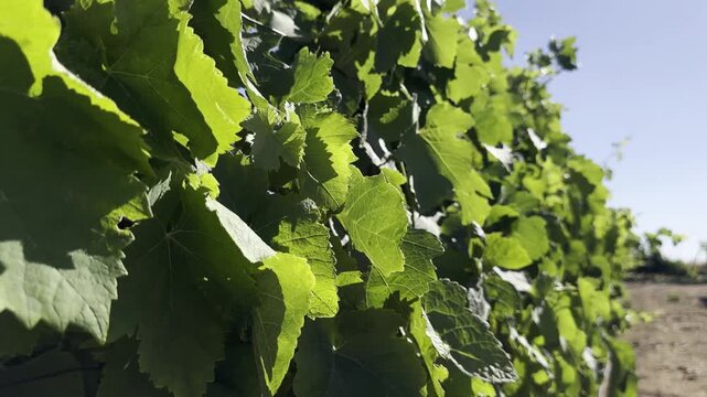 Grapevines planted in neat rows at a winery in Gush Etzion, Israel. Vineyard scenery in the Judean Hills under the Mediterranean climate.