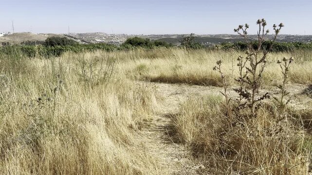 Feather grass and thistles along the Road of the Patriarchs on the summit of Minzar a-Russi (the Russian Monastery Hill), a key elevation in Gush Etzion. The landscape opens toward Arab settlements, H