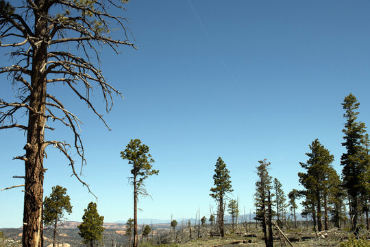 &ldquo;Survivor trees&rdquo; that burned and still lived after the July 2020 "Bridge Fire" at Bryce Canyon National Park in Utah
