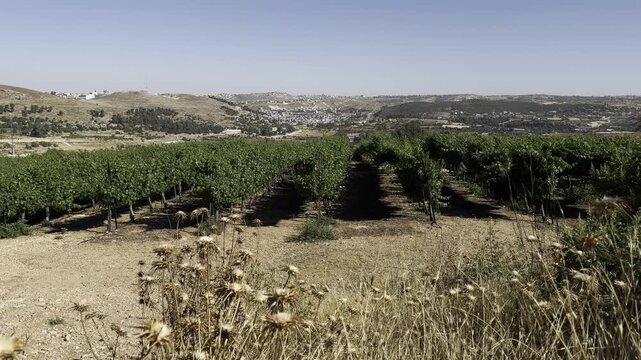 View of vineyards seen through feather grass along a road on the summit of Minzar a-Russi (Russian Monastery Hill), a key elevation in Gush Etzion. The landscape overlooks Arab settlements, Hebron, 