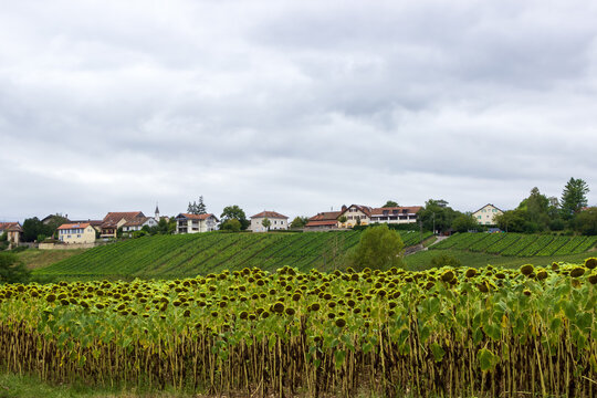 Sunflower field below vineyard village in Russin