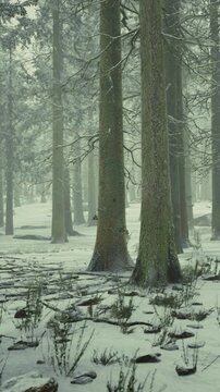 Snow blankets the ground and tree trunks in a forest. Tall pine trees stand in rows, with mist in the background. This scene shows the stillness of winter weather.