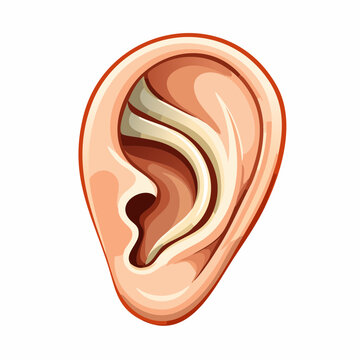 Stylized Human Ear Anatomy Illustration Isolated on White Background