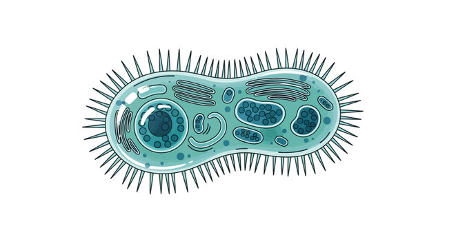 Illustration of a microscopic bacteria cell.