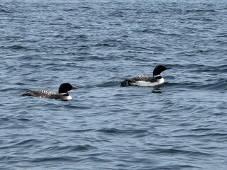 Fototapeta premium Loon on the lake