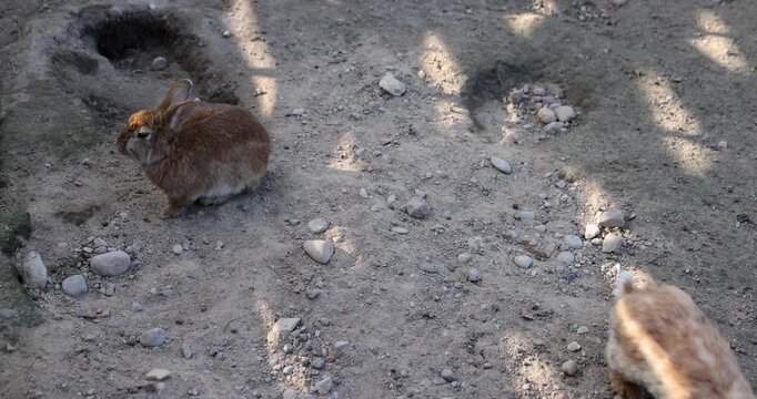 A fluffy rabbit in the middle of a trampled earthen pen, a small rabbit sits outdoors in the zoo next to the burrowing pits