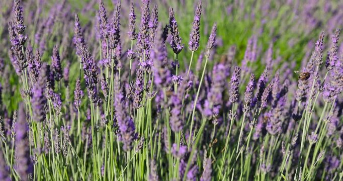 Blooming lavender of a lilac hue, fragrant lavender with dense buds stands against the background of a bright spring meadow with a blurred background in the park.