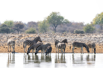 Zebras at waterhole © Marcel Rudolph-Gajda